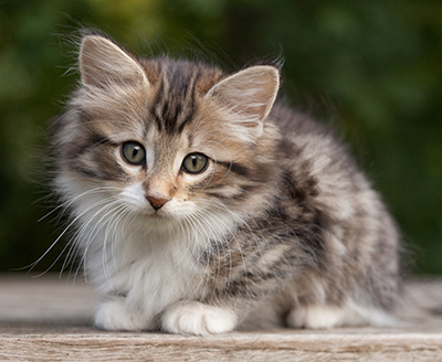 Margreth - 9 weeks old