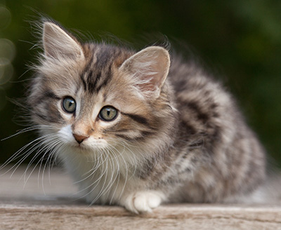 Margreth - 9 weeks old