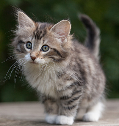 Margreth - 9 weeks old