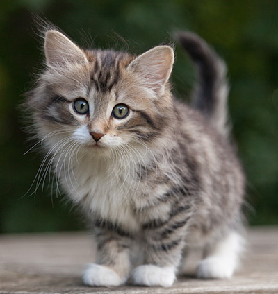 Margreth - 9 weeks old