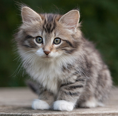 Margreth - 9 weeks old