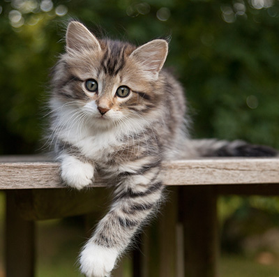 Margreth - 9 weeks old