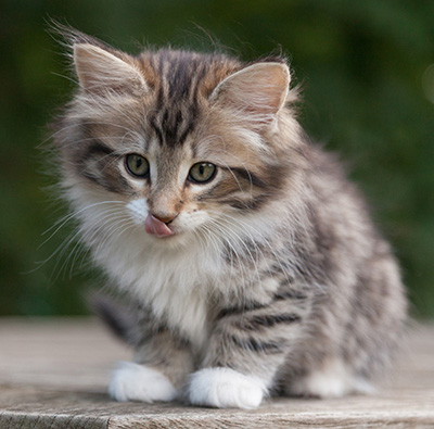 Margreth - 9 weeks old