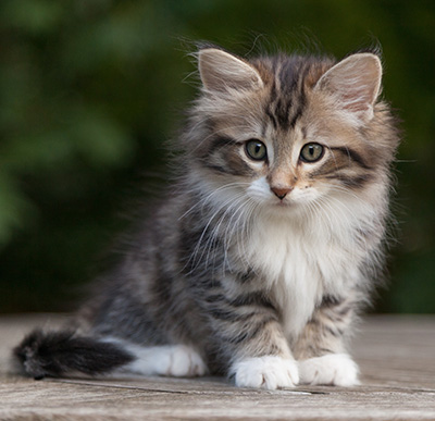 Margreth - 9 weeks old