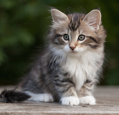 Margreth - 9 weeks old