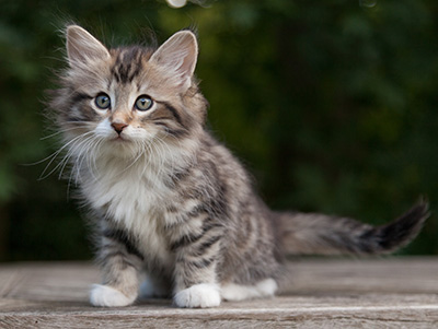 Margreth - 9 weeks old