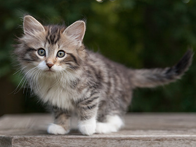 Margreth - 9 weeks old
