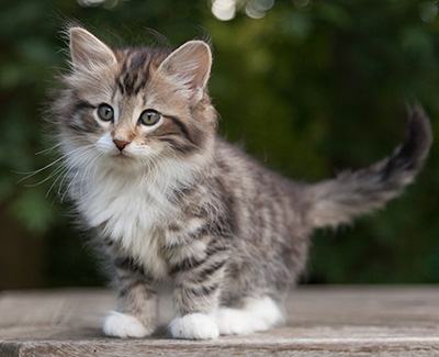 Margreth - 9 weeks old