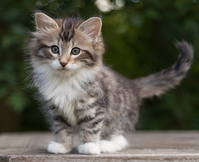 Margreth - 9 weeks old