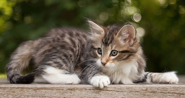 Margreth - 9 weeks old