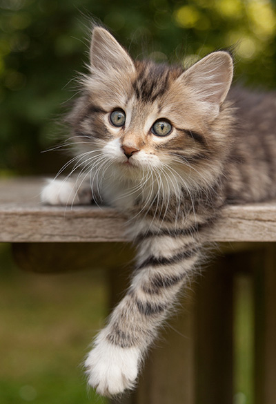 Margreth - 9 weeks old