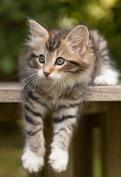 Margreth - 9 weeks old