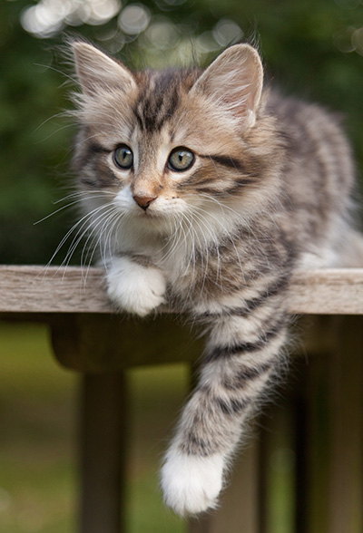 Margreth - 9 weeks old