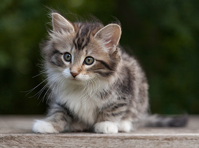 Margreth - 9 weeks old