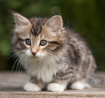 Margreth - 9 weeks old