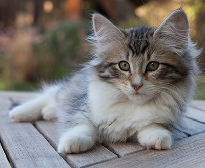 Marieth - 12 weeks old