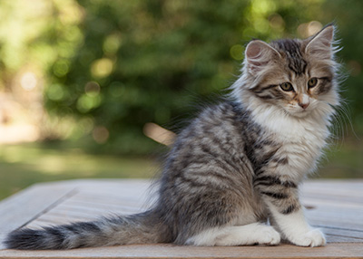 Marieth - 12 weeks old