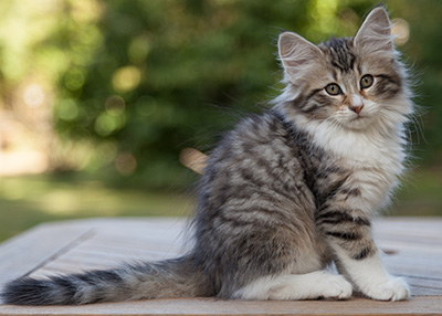 Marieth - 12 weeks old