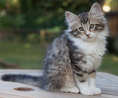 Marieth - 12 weeks old