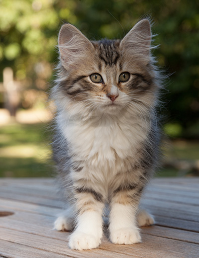 Marieth - 12 weeks old