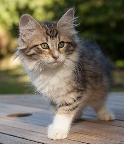 Marieth - 12 weeks old