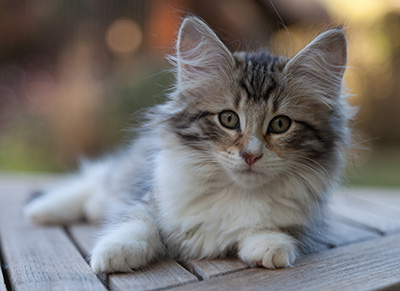Marieth - 12 weeks old