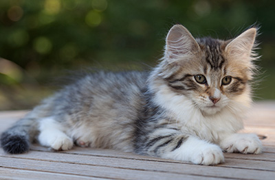 Marieth - 12 weeks old