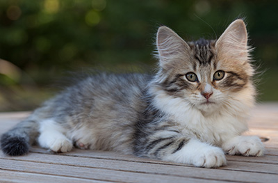 Marieth - 12 weeks old