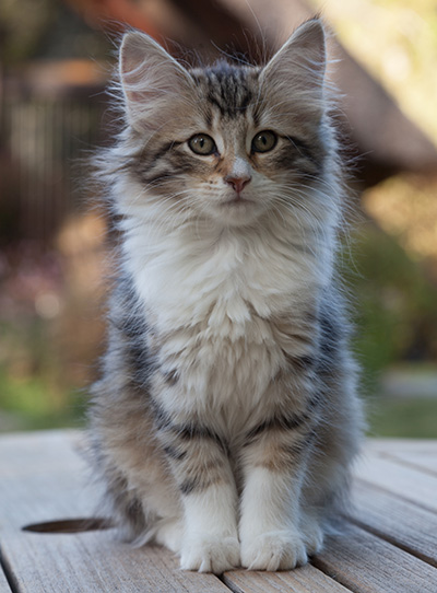 Marieth - 12 weeks old