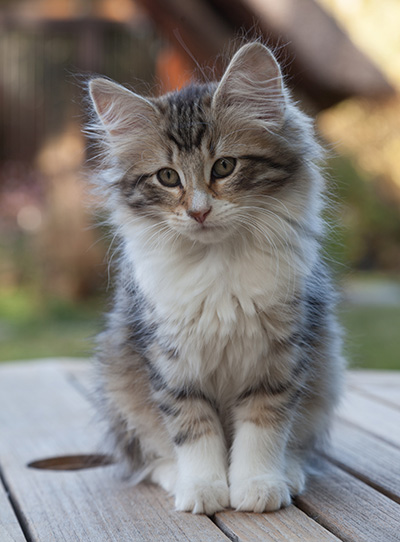 Marieth - 12 weeks old