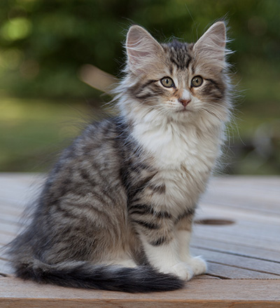 Marieth - 12 weeks old