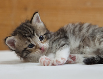 Marieth - 3 weeks old