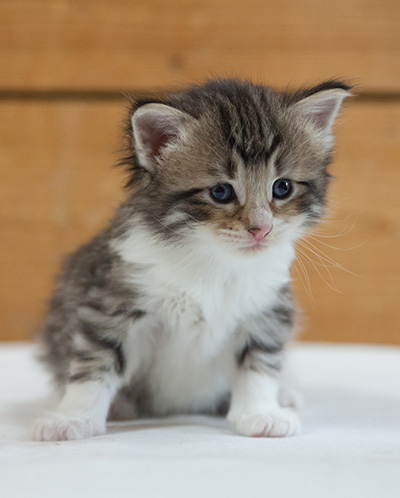 Marieth - 3 weeks old