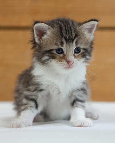 Marieth - 3 weeks old