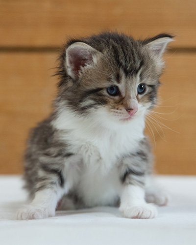 Marieth - 3 weeks old