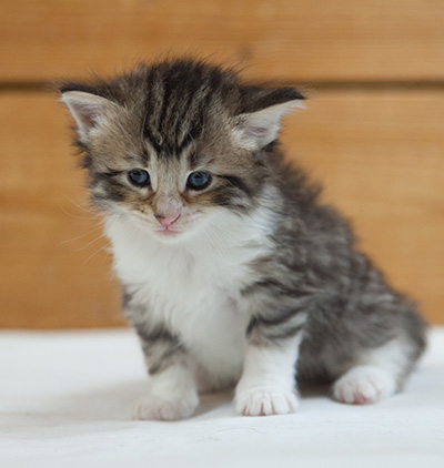Marieth - 3 weeks old