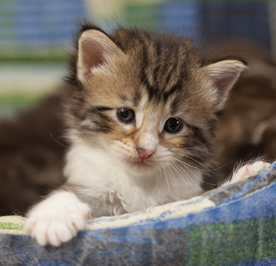 Marieth - 3 weeks old