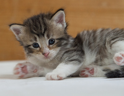 Marieth - 3 weeks old