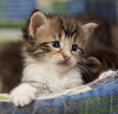 Marieth - 3 weeks old