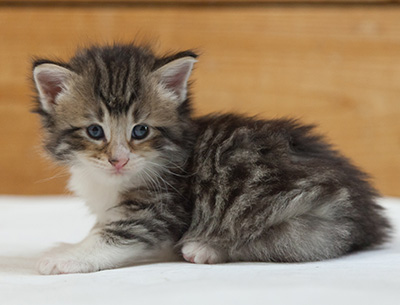 Marieth - 3 weeks old