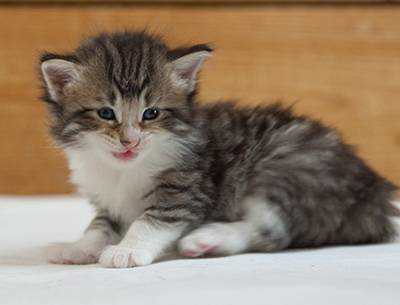 Marieth - 3 weeks old