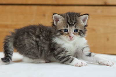Marieth - 3 weeks old