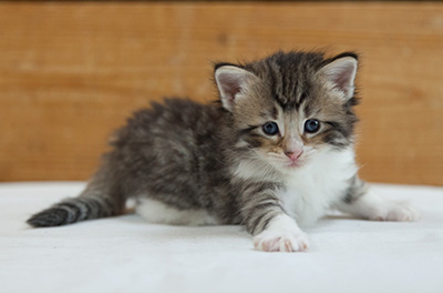 Marieth - 3 weeks old
