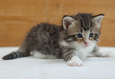 Marieth - 3 weeks old