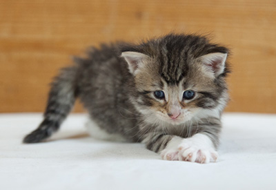 Marieth - 3 weeks old