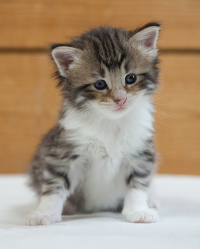 Marieth - 3 weeks old
