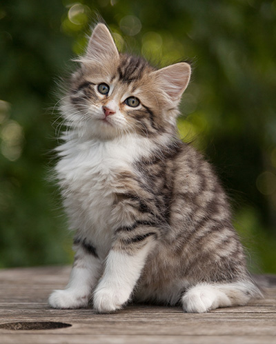 Marieth - 9 weeks old