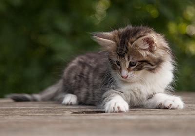 Marieth - 9 weeks old
