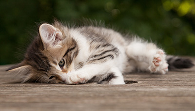 Marieth - 9 weeks old