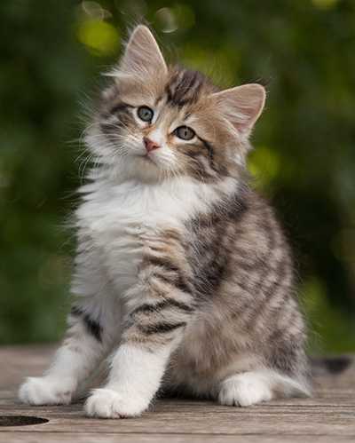 Marieth - 9 weeks old